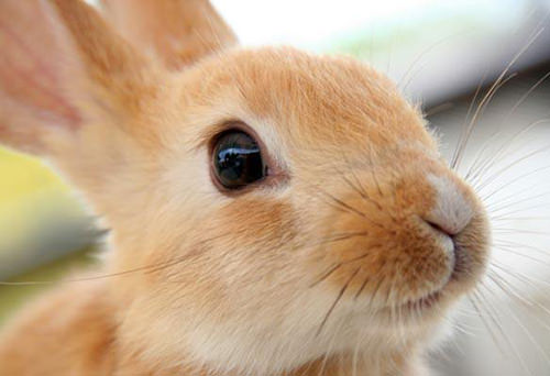 ウサギの顔のアップ写真